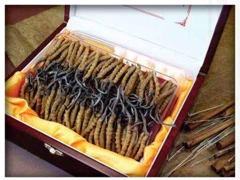 陆河冬虫夏草回收